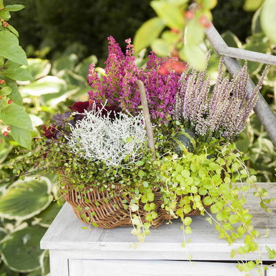 Calocephalus & Mühlenbeckie-Duo, Topf-Ø 12 cm, 6 Pflanzen Calocephalus & Mühlenbeckie-Duo, Topf-Ø 12 cm, 6 Pflanzen