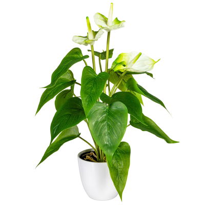 Kunstpflanze Anthurie, weißgrün, Höhe ca. 40 cm Kunstpflanze Anthurie, weißgrün, Höhe ca. 40 cm
