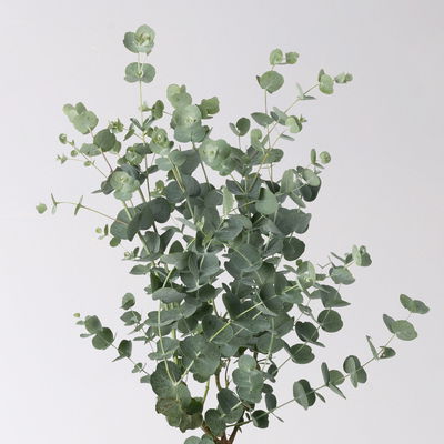 Eucalyptus gunnii 'Azura®', Topf-Ø 15 cm Eucalyptus gunnii 'Azura®', Topf-Ø 15 cm