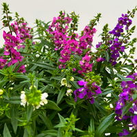 Angelonia 'Trio' rosa-weiß-lila/blau, Topf-Ø 15 cm, 3er-Set