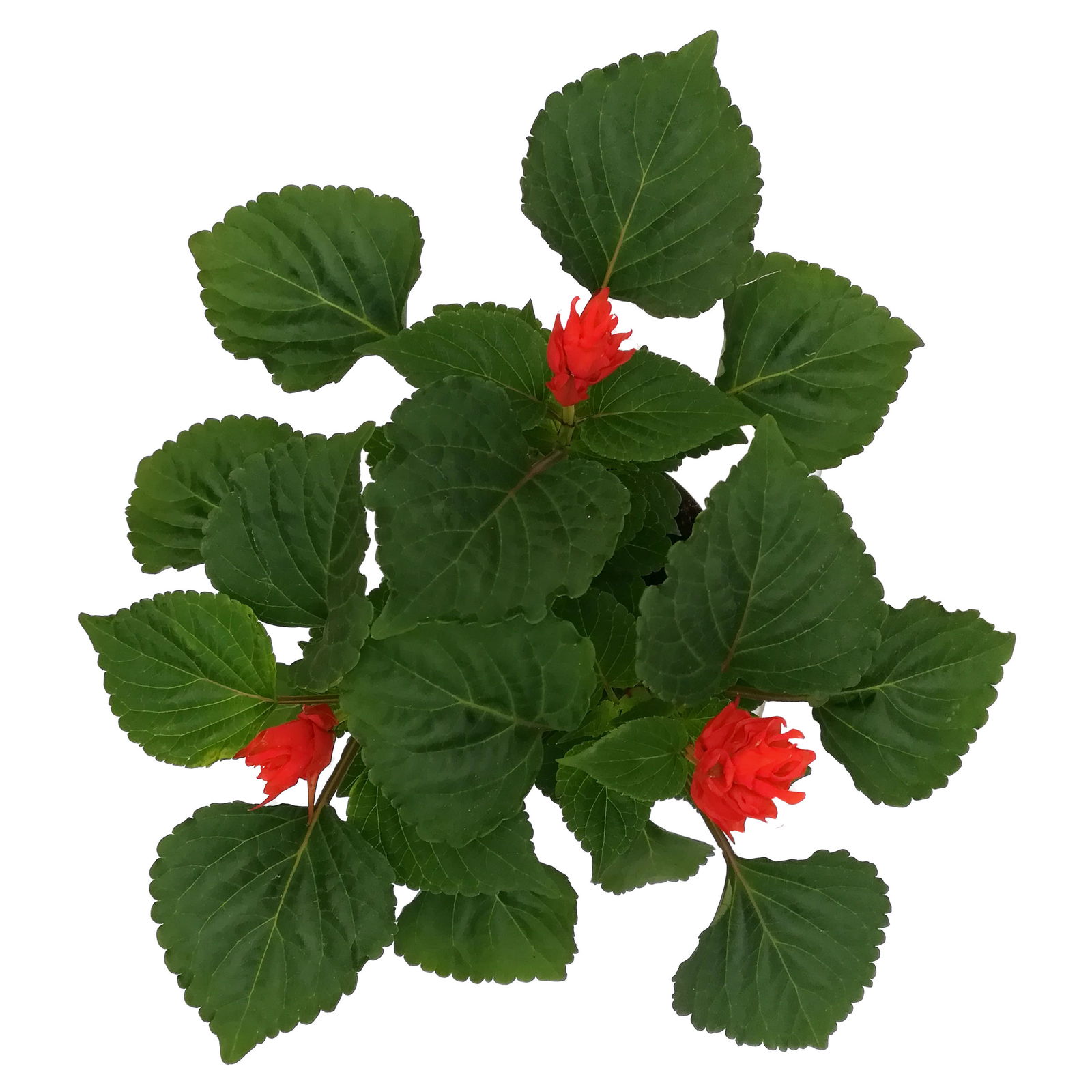 Ziersalbei rot, Topf-Ø 12 cm, 6er-Set