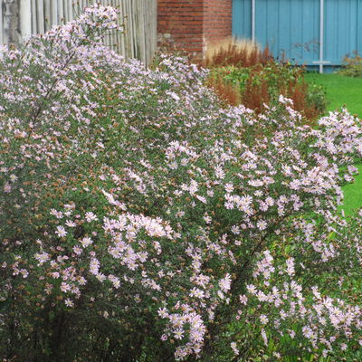 Bio Myrtenaster 'Pink Star', hellrosa, Topf 11x11 cm, 3 Pflanzen