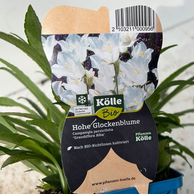 Bio Glockenblume 'Grandiflora Alba' weiß, Topf 11x11 cm, 3 Pflanzen Bio Glockenblume 'Grandiflora Alba' weiß, Topf 11x11 cm, 3 Pflanzen