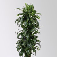 Drachenbaum 'Dorado', Topf-Ø 30 cm, Höhe ca. 140 cm