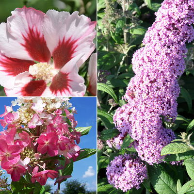 Gehölz-Set Sommerblüher weiß/rosa, 3er-Set, Topf je 4,6 l Topf Gehölz-Set Sommerblüher weiß/rosa, 3er-Set, Topf je 4,6 l Topf