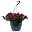 Petunie 'Cascadias™ Rim Cherry' rot-gelb, hängend, Ampeltopf-Ø 25/27 cm