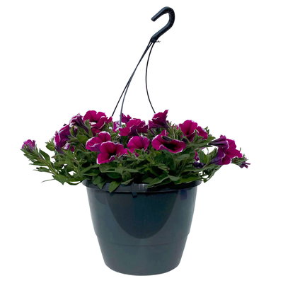 Petunie 'Cascadias™ Rim Cherry', magenta-weiß, hängend, Ampeltopf-Ø 27 cm