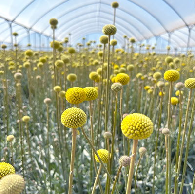 Craspedia 'Golf Beauty' gelb, Topf-Ø 27 cm