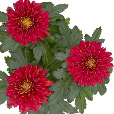 Chrysantheme 'Zembla Next Red', rot, großblumig, Topf-Ø 13 cm, 6 Pflanzen