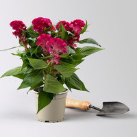 Celosia 'Tasty Twist Mix', Farben zufällig, Topf-Ø 12 cm, 6 Pflanzen Celosia 'Tasty Twist Mix', Farben zufällig, Topf-Ø 12 cm, 6 Pflanzen