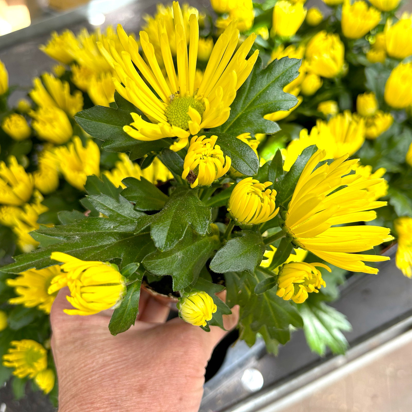 Chrysantheme Mini 'Spider'gelb, spinnenblütig, Topf-Ø 7cm, 8 Stück