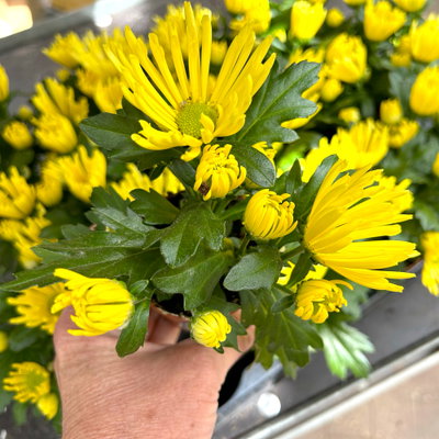Chrysantheme Mini 'Spider'gelb, spinnenblütig, Topf-Ø 7cm, 8 Stück
