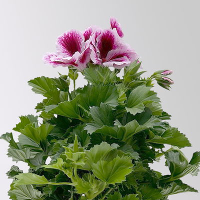 Edelgeranie Bella Donna® 'Don Timo®',  lila-rosa, Topf-Ø 12 cm, 6 Pflanzen