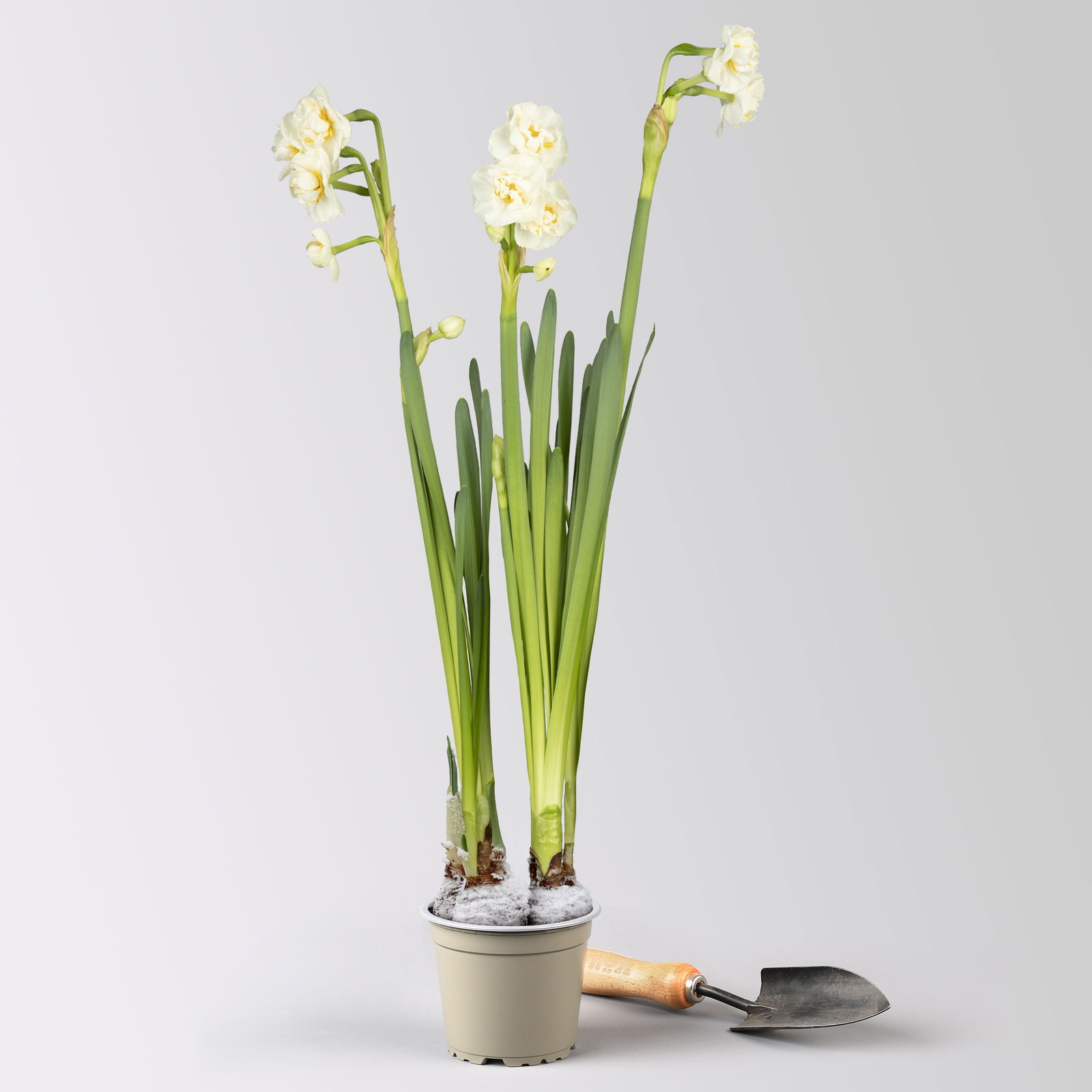 Narzisse 'Bridal Crown' , winterweiß, vorgetrieben, Topf-Ø 12 cm, 6 Pflanzen Narzisse 'Bridal Crown' , winterweiß, vorgetrieben, Topf-Ø 12 cm, 6 Pflanzen