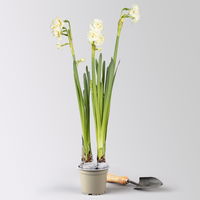 Narzisse 'Bridal Crown' , winterweiß, vorgetrieben, Topf-Ø 12 cm, 6 Pflanzen Narzisse 'Bridal Crown' , winterweiß, vorgetrieben, Topf-Ø 12 cm, 6 Pflanzen