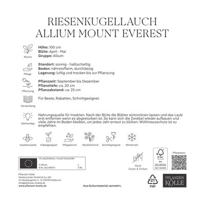 Kölles Beste XXL Allium 'Mount Everest' weiß, 1 Blumenzwiebel Kölles Beste XXL Allium 'Mount Everest' weiß, 1 Blumenzwiebel