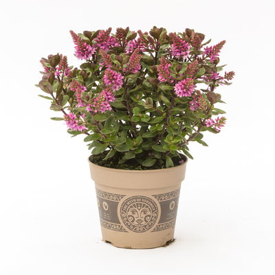 Hebe 'All Blooms®', rosa, Topf-Ø 12 cm, 3 Pflanzen