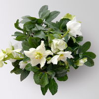 Christrose 'Advent Star', weiß, Topf-Ø 15 cm, 2 Pflanzen