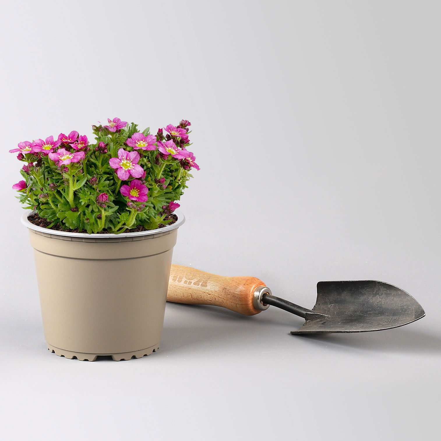 Pflanzenkreation Gartenromantik, 9 Pflanzen inkl. Erde und Dünger Pflanzenkreation Gartenromantik, 9 Pflanzen inkl. Erde und Dünger