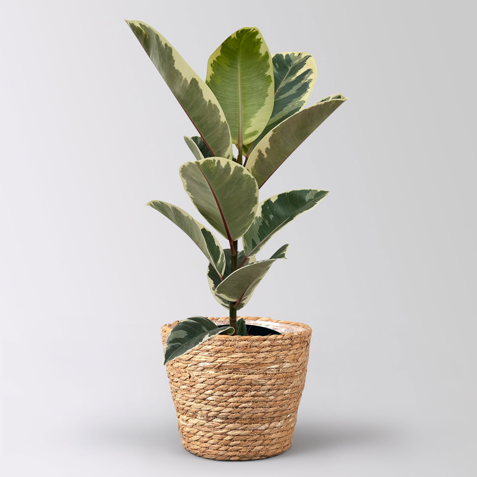 Gummibaum 'Tineke' im Korb Osaka, Topf-Ø 17 cm, Höhe ca. 55 cm