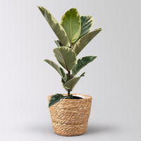 Gummibaum 'Tineke' im Korb Osaka, Topf-Ø 17 cm, Höhe ca. 55 cm