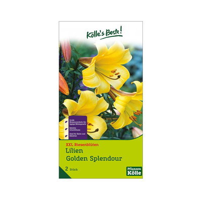 XXL Trompetenlilien Golden Splendour gelb, 2 Blumenknollen