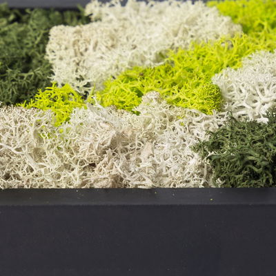 Moosbild rund, mit schwarzem Rahmen, 38 cm Ø