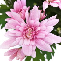 Chrysanthemen 'Chrysanne® Grandezza Pink', pink, Topf-Ø 13 cm, 6er-Set