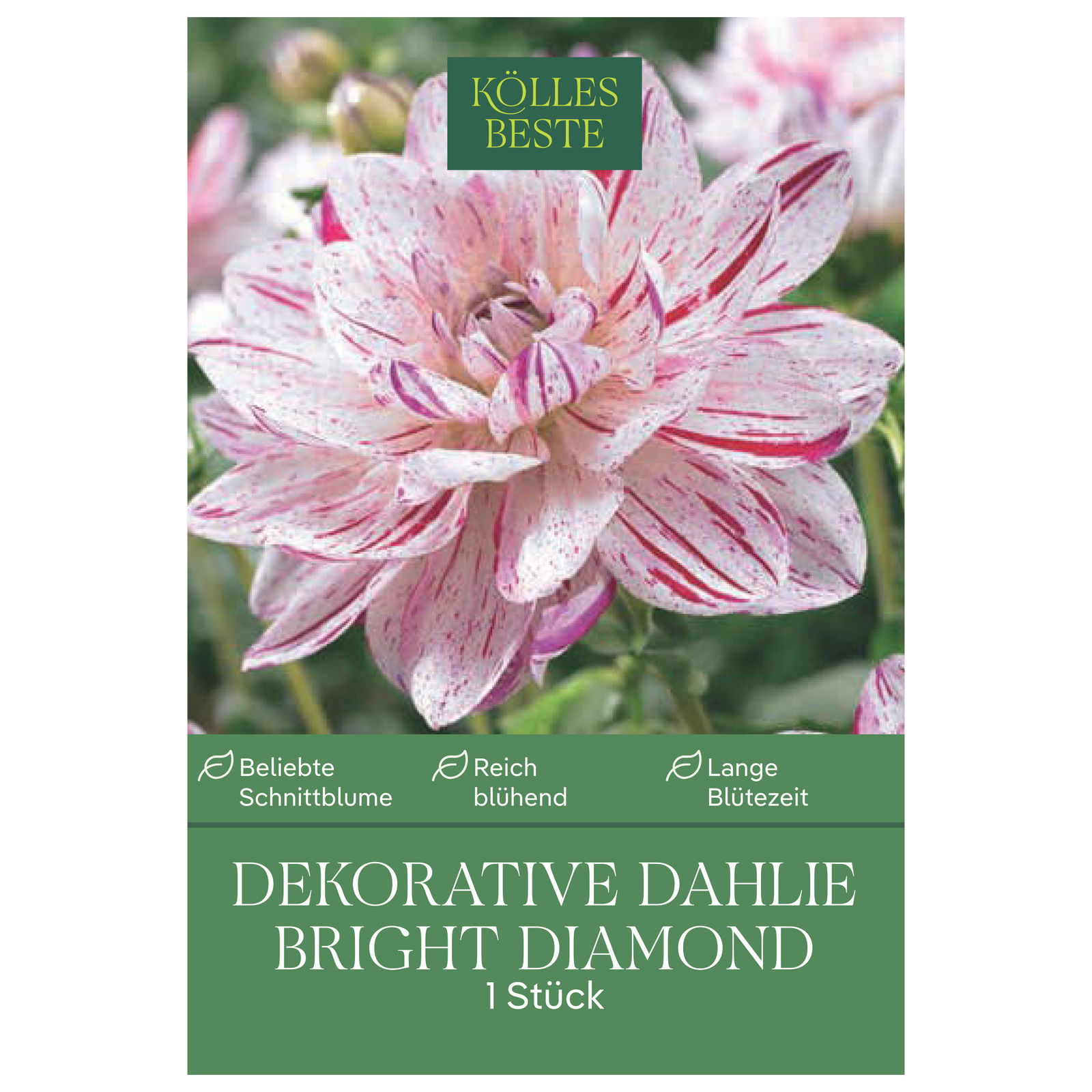 Kölles Beste Blumenknolle, Dekorative Dahlien 'Bright Diamond'