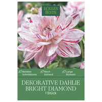 Kölles Beste Blumenknolle, Dekorative Dahlien 'Bright Diamond'