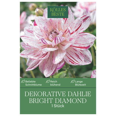 Kölles Beste Blumenknolle, Dekorative Dahlien 'Bright Diamond'