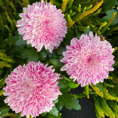 Chrysantheme 'Chrysanne® Zembla Next Art', gesprenkelt, Topf-Ø 13 cm, 6 Pflanzen
