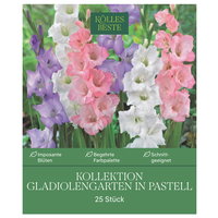 Kölles Beste Gladiolengarten in Pastell, 25 Blumenknollen Kölles Beste Gladiolengarten in Pastell, 25 Blumenknollen