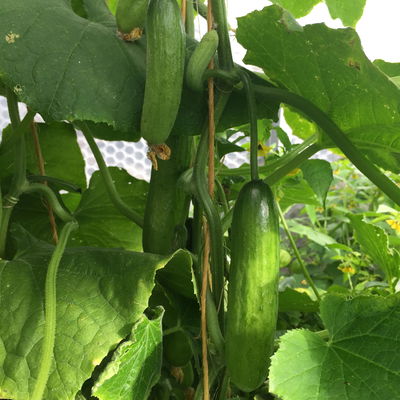 Blu Bio Mini-Snack-Gurke ‘Lunchbox F1‘, Topf-Ø 12 cm, 6er Set Blu Bio Mini-Snack-Gurke ‘Lunchbox F1‘, Topf-Ø 12 cm, 6er Set