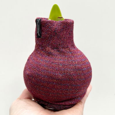 Amaryllis in Wachs, Dekor 'Pullover Fashionz Pattern' zufällig, Blüte rot Amaryllis in Wachs, Dekor 'Pullover Fashionz Pattern' zufällig, Blüte rot