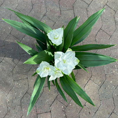 Kurkuma Pflanze, weiß, Topf-Ø 14 cm, 2 Pflanzen