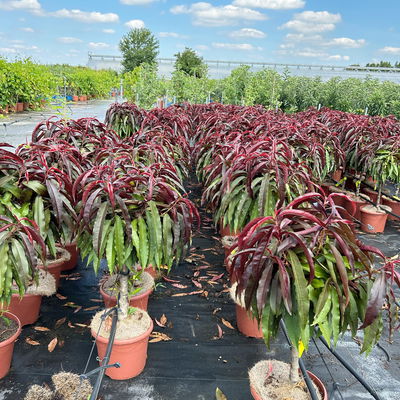 Kölle Bio Rotlaubiger Zwergpfirsich  Kölle Bio Rotlaubiger Zwergpfirsich