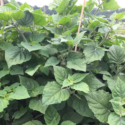 Blu Bio Andenbeere, Topf-Ø 12 cm, 3er Set