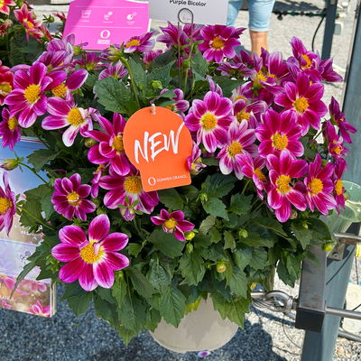 Dahlie 'Summer Bees Purple Bicolor' pink, Topf-Ø 21 cm Dahlie 'Summer Bees Purple Bicolor' pink, Topf-Ø 21 cm