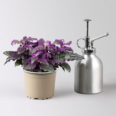 Grünpflanzenset für Grüne Wand, bunter Mix, Topf-Ø 8,5 cm, 12 Pflanzen