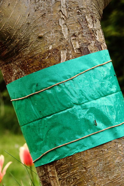 Raupenleimring, 5 m, beleimt