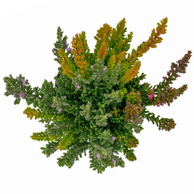 Besenheide SKYLINE® 'Trio', Mischung zufällig, Topf-Ø 6 cm, 12 Pflanzen Besenheide SKYLINE® 'Trio', Mischung zufällig, Topf-Ø 6 cm, 12 Pflanzen