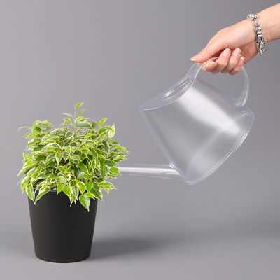 Birkenfeige 'Kinky' in Keramiktopf anthrazit, Topf-Ø 12cm, H: ca. 25 cm, 3er-Set