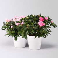 Azalee rosa gefüllt in Keramiktopf Dallas weiß, Topf-Ø 12 cm, 2er-Set Azalee rosa gefüllt in Keramiktopf Dallas weiß, Topf-Ø 12 cm, 2er-Set