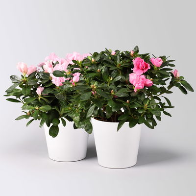 Azalee rosa gefüllt in Keramiktopf Dallas weiß, Topf-Ø 12 cm, 2er-Set Azalee rosa gefüllt in Keramiktopf Dallas weiß, Topf-Ø 12 cm, 2er-Set
