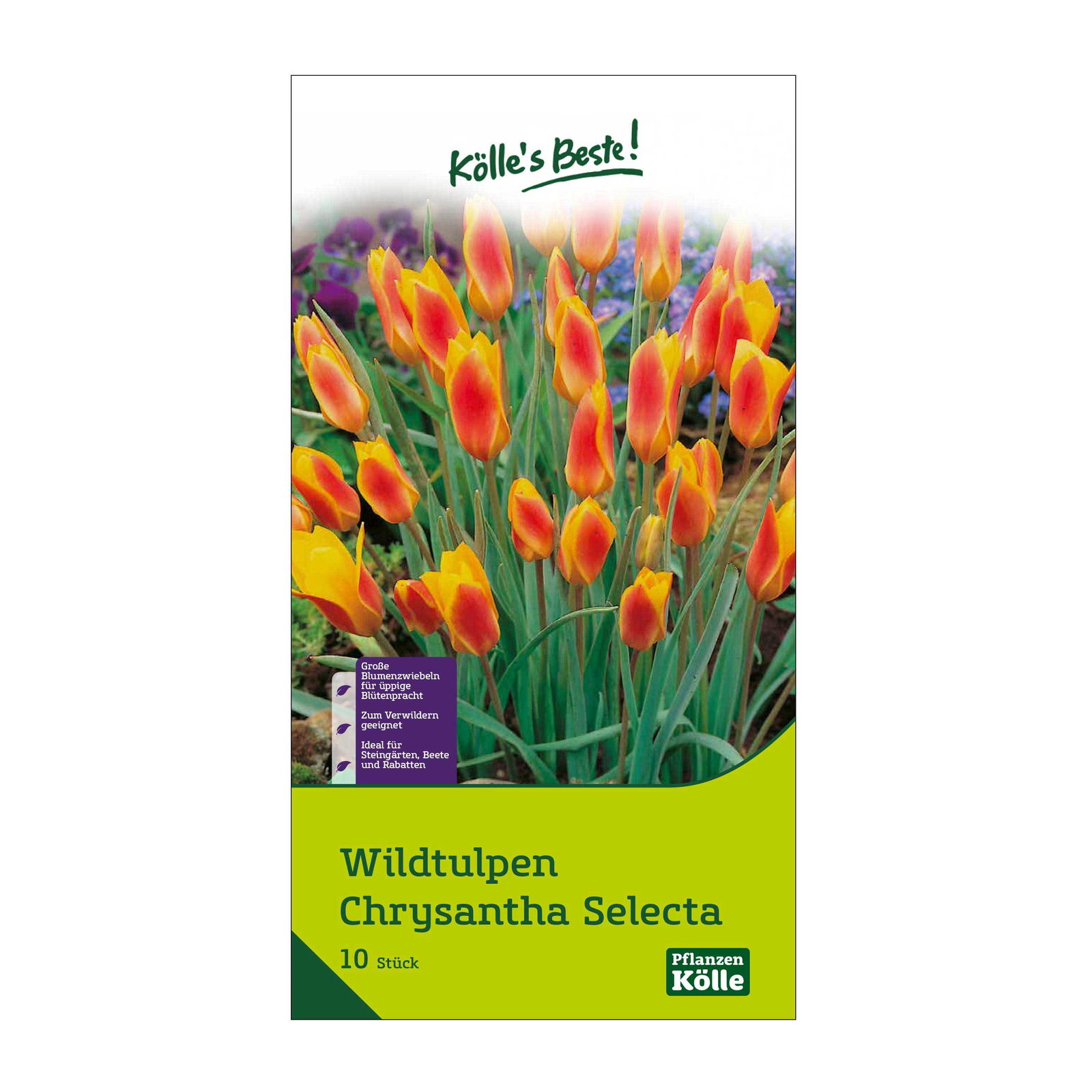 Wildtulpen Chrysantha Selecta orange/gelb, 10 Blumenzwiebeln