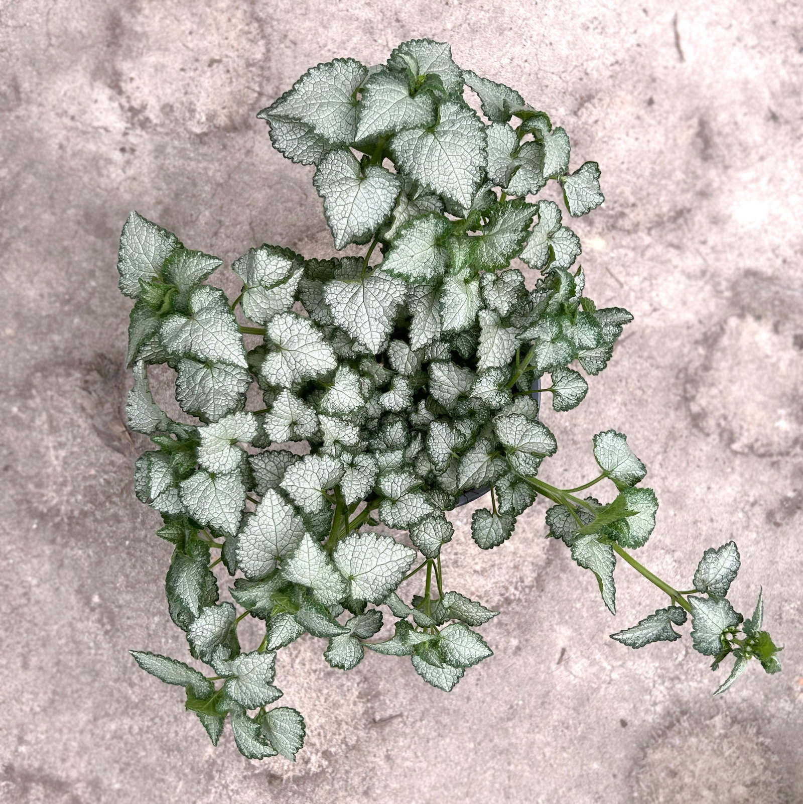 Gefleckte Silber-Taubnessel 'Pink Chablis' Topf-Ø 13 cm, 6 Pflanzen