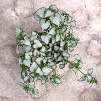 Gefleckte Silber-Taubnessel 'Pink Chablis' Topf-Ø 13 cm, 6 Pflanzen