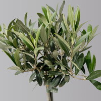 Olivenbaum, Stämmchen, Topf-Ø 16 cm, Höhe ca. 60 cm, 2 Pflanzen