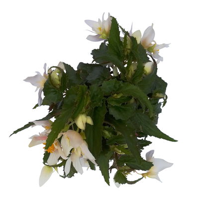 Begonie 'SUMMERWINGS™ White' weiß, Topf-Ø 13 cm, 6er-Set